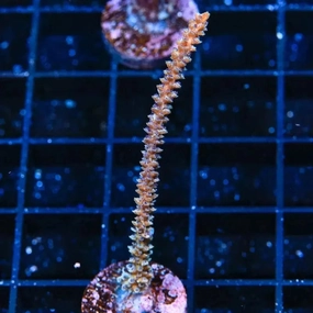 Aquacultured Gorgonian Coral