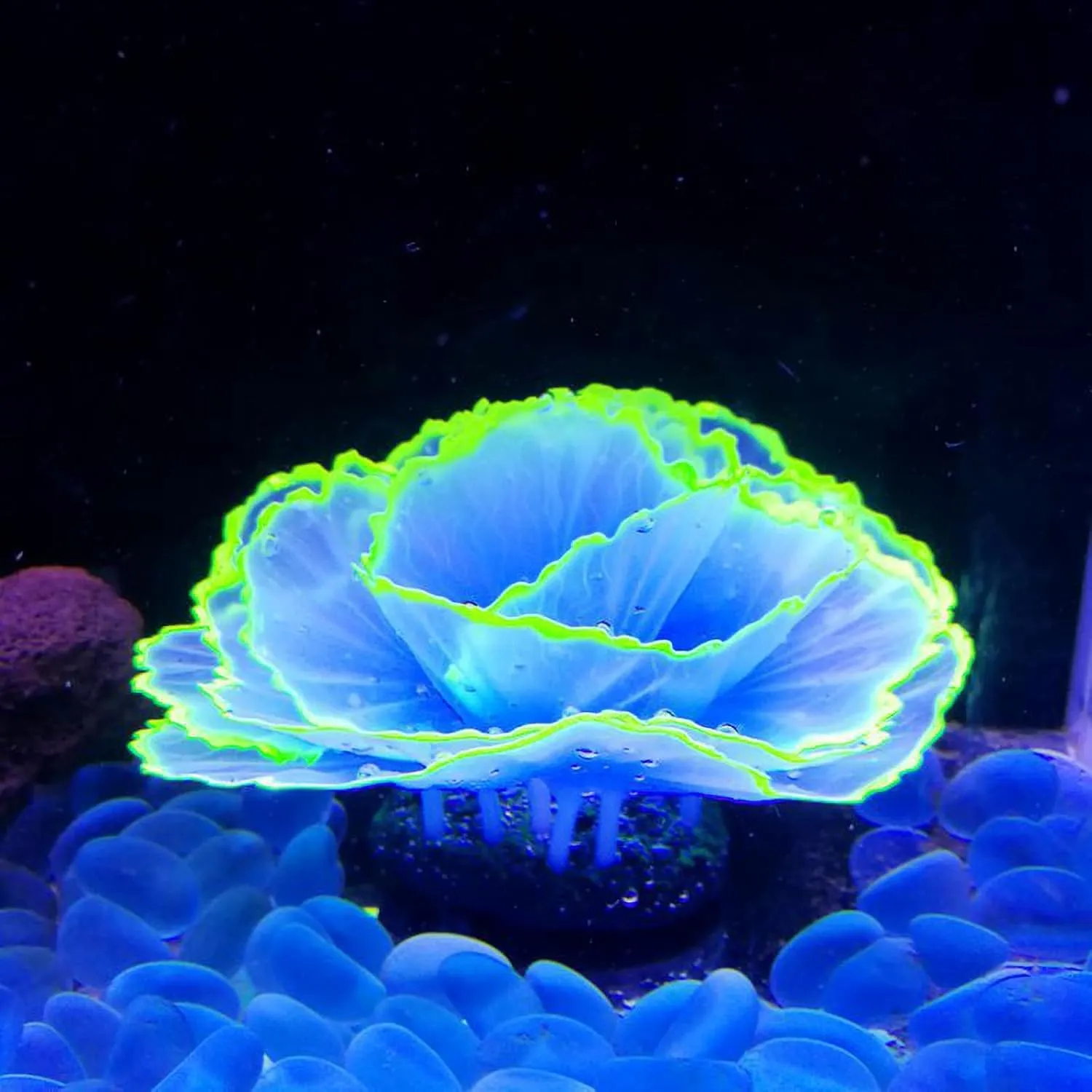 Besimple Artificial Coral Ornament Glowing Effect Resin Aquarium Plants Coral Aquarium Fish Tank Decorations(Blue)