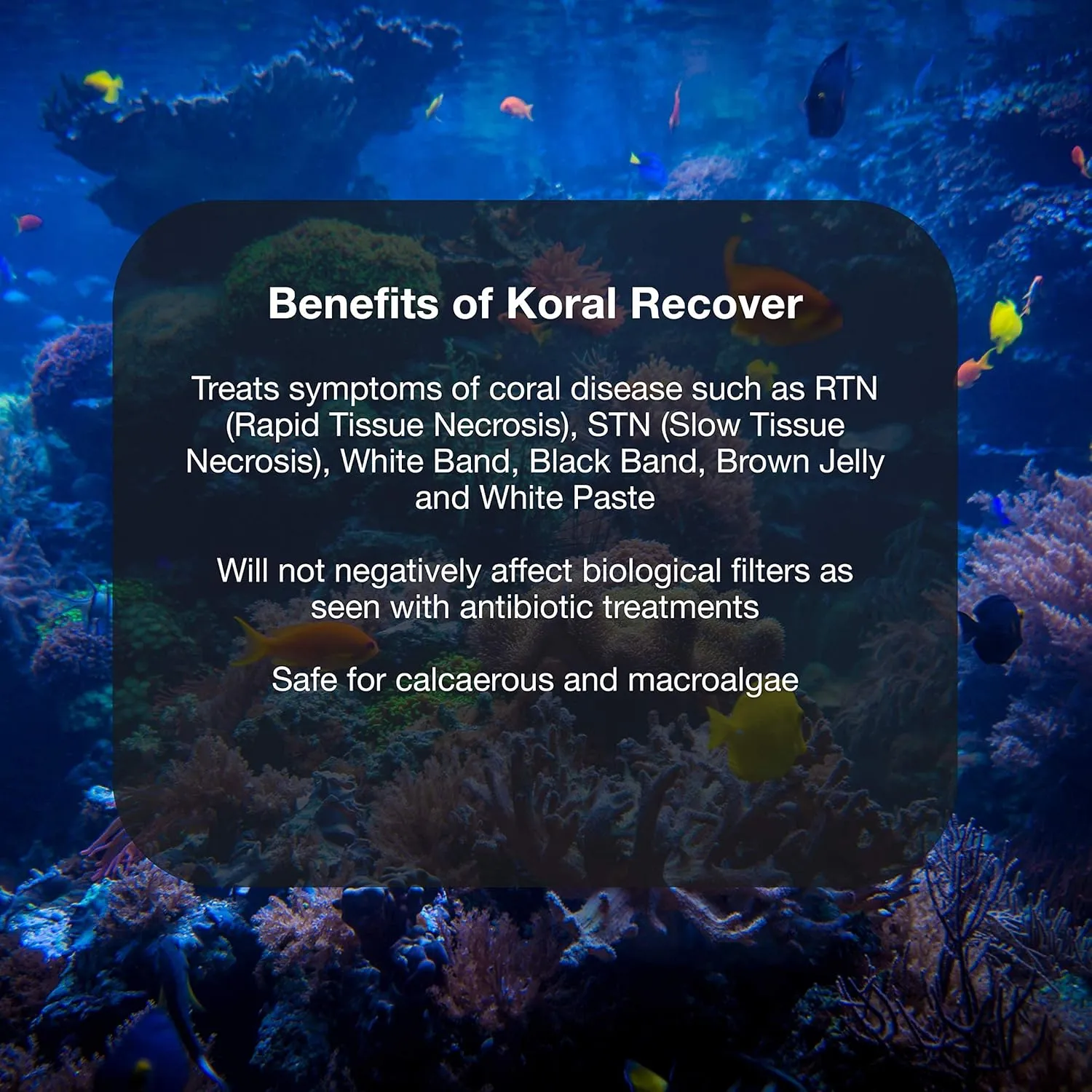 Brightwell Aquatics Koral Recover - Coral Remedy for Treatment of Live Corals & Regrowth of Damaged Coral Tissue, 500ml, 500-ML (KRC500)