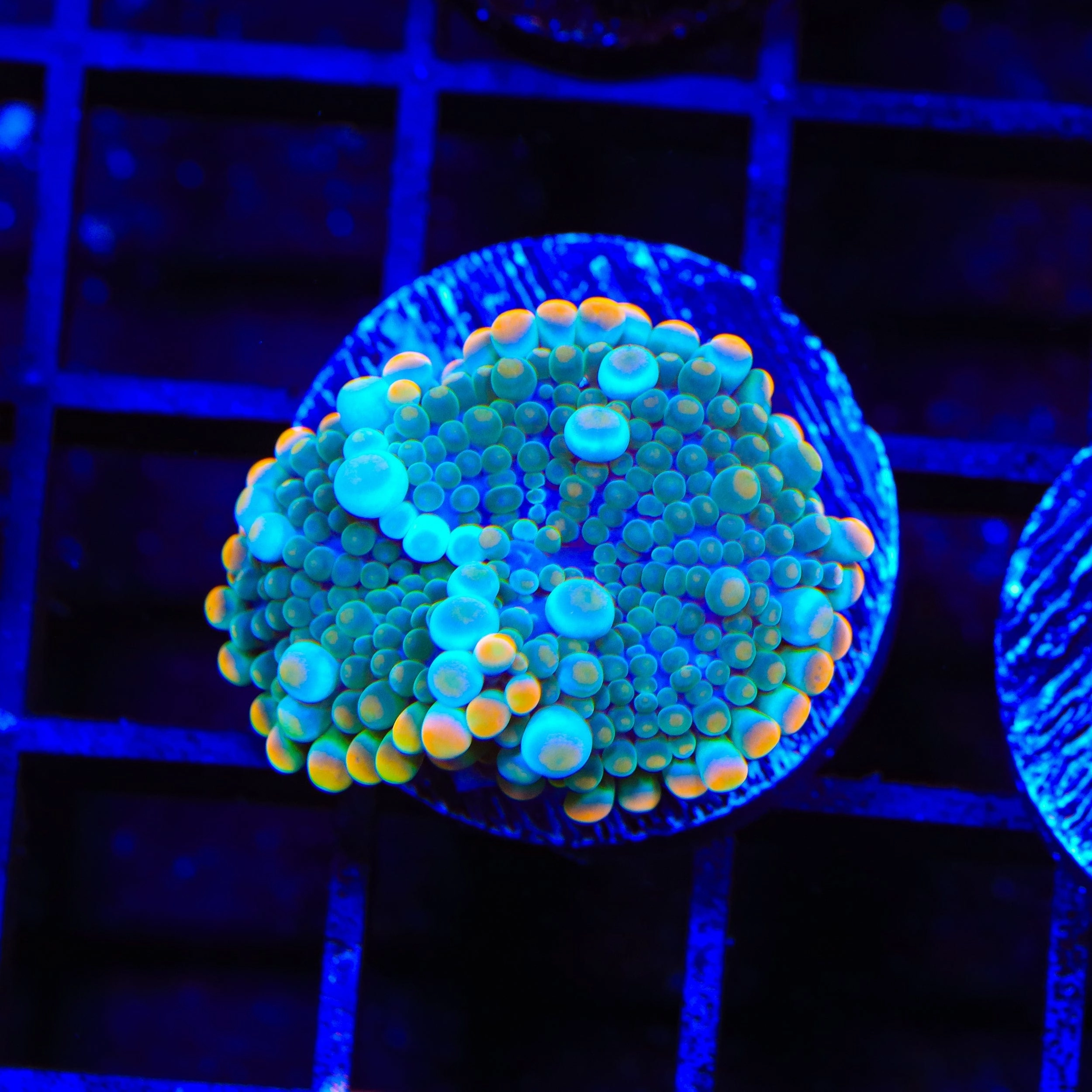 Bubbly Cream Soda Yuma Mushroom Coral