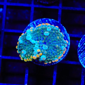 Bubbly Cream Soda Yuma Mushroom Coral