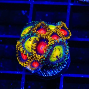 Butt Muncher and Yellow Brick Road Combo Zoanthids Coral