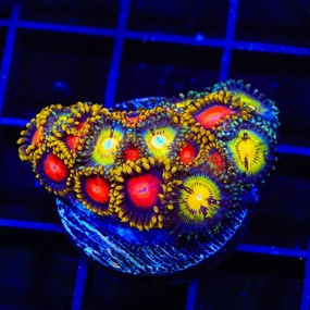 Butt Muncher and Yellow Brick Road Combo Zoanthids Coral