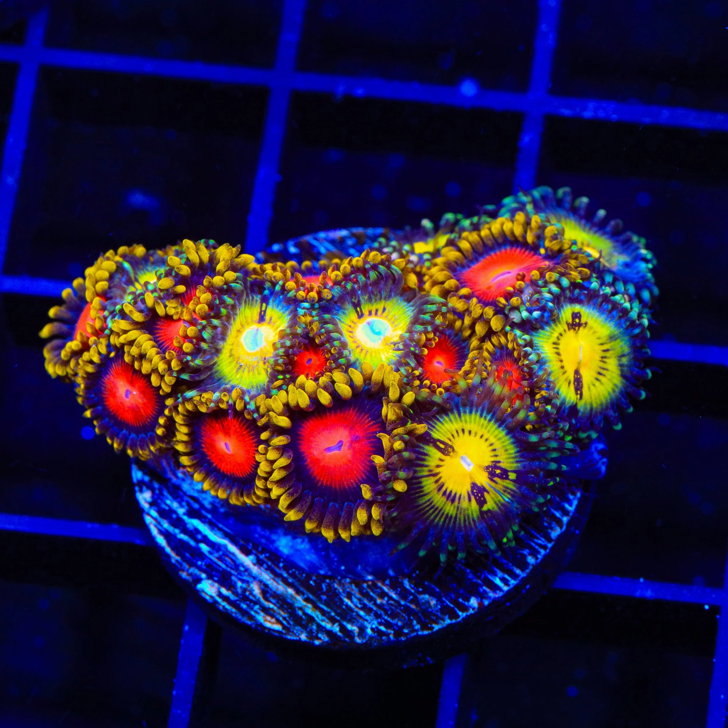 Butt Muncher and Yellow Brick Road Combo Zoanthids Coral