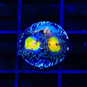 Butt Muncher Zoanthids Coral