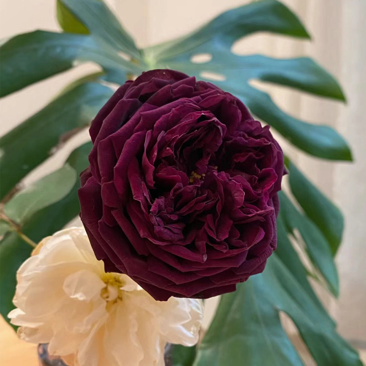 English Garden Shrub Rose AUSvelvet