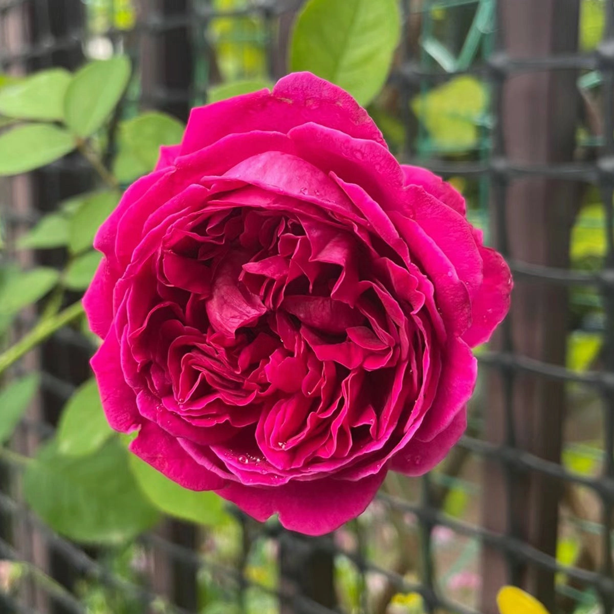English Garden Shrub Rose AUSvelvet