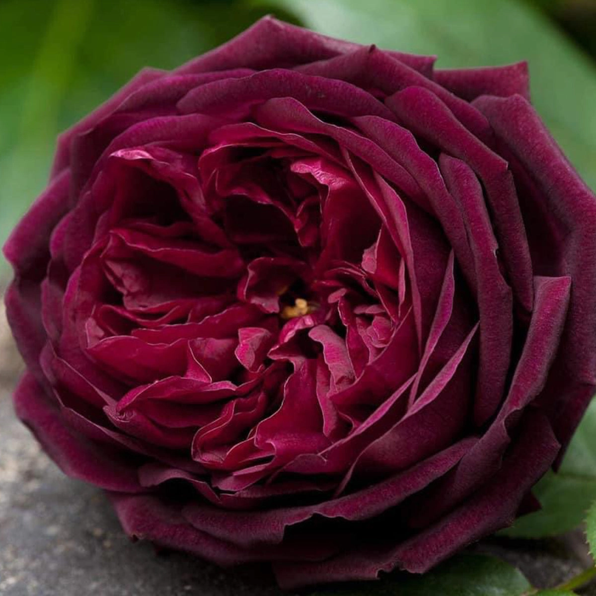 English Garden Shrub Rose AUSvelvet