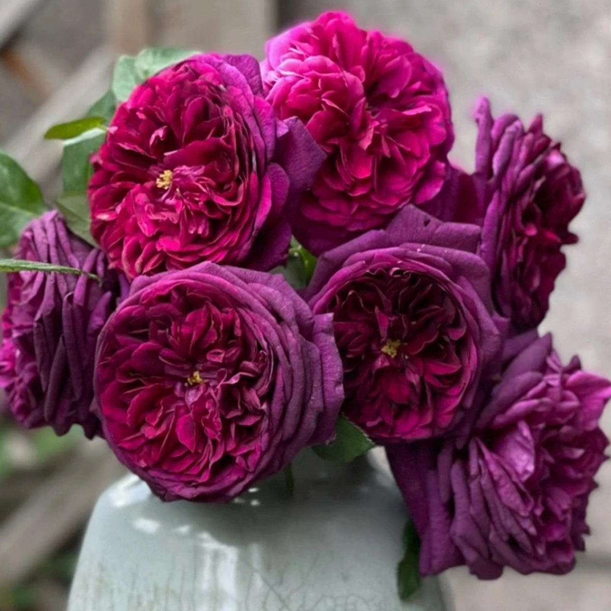 English Garden Shrub Rose AUSvelvet