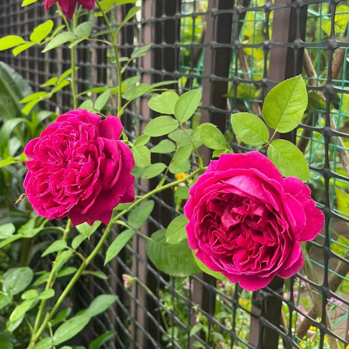 English Garden Shrub Rose AUSvelvet