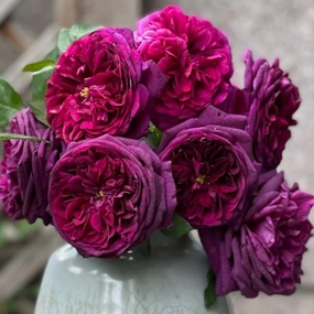 English Garden Shrub Rose AUSvelvet