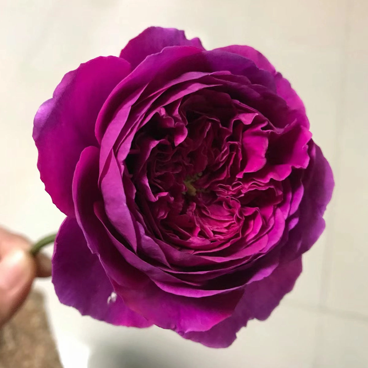 English Garden Shrub Rose AUSvelvet