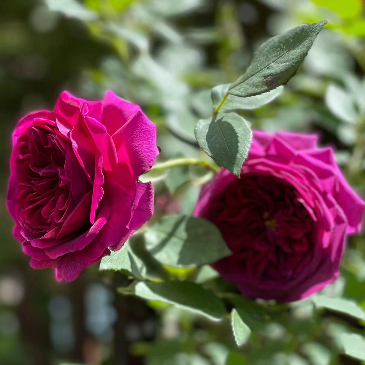 English Garden Shrub Rose AUSvelvet