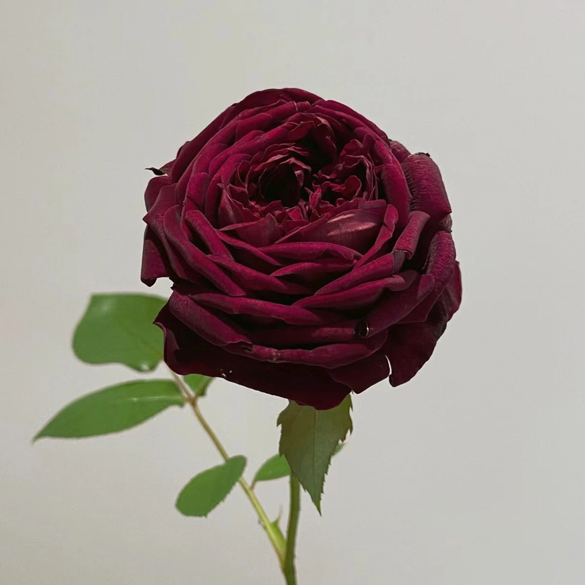 English Garden Shrub Rose AUSvelvet