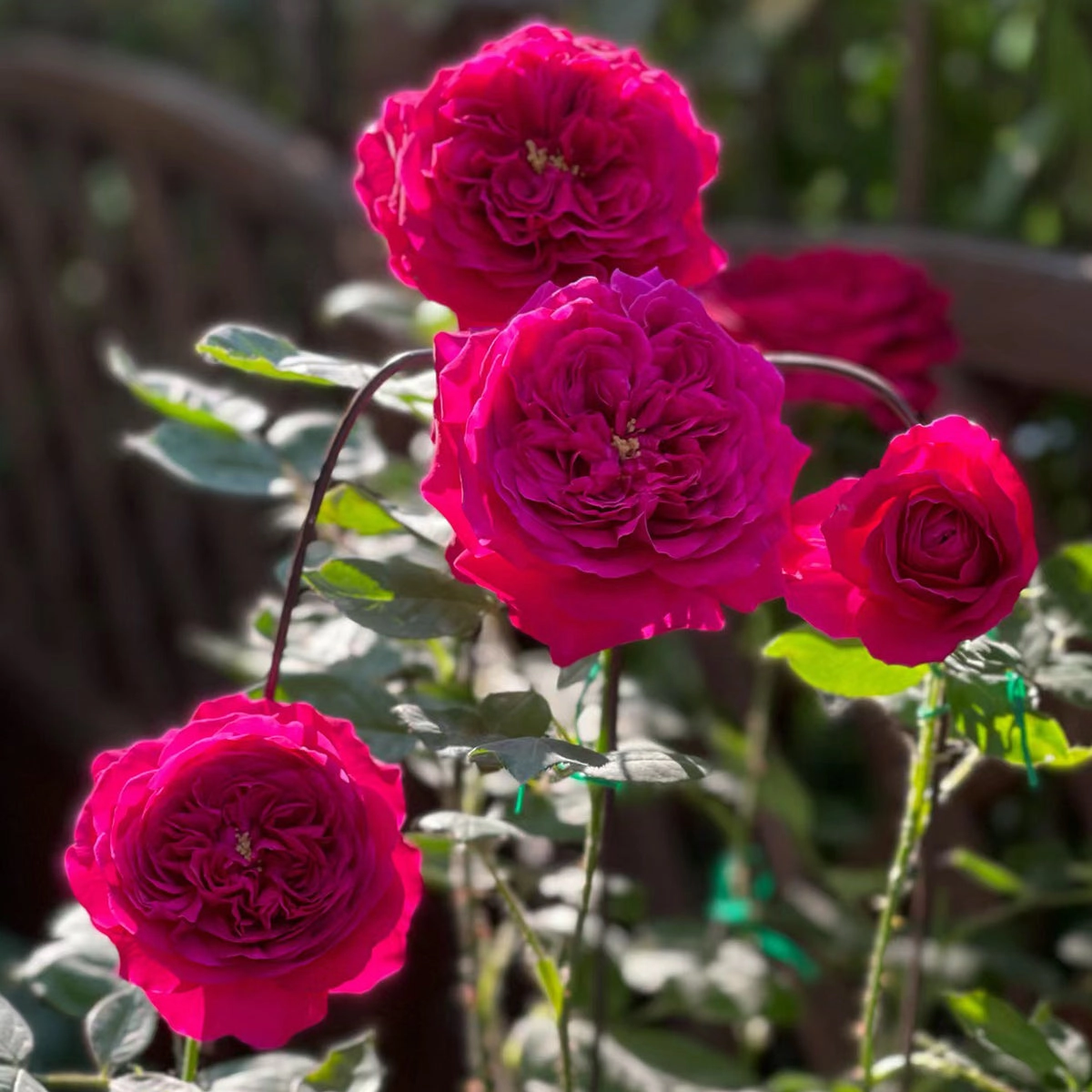 English Garden Shrub Rose AUSvelvet