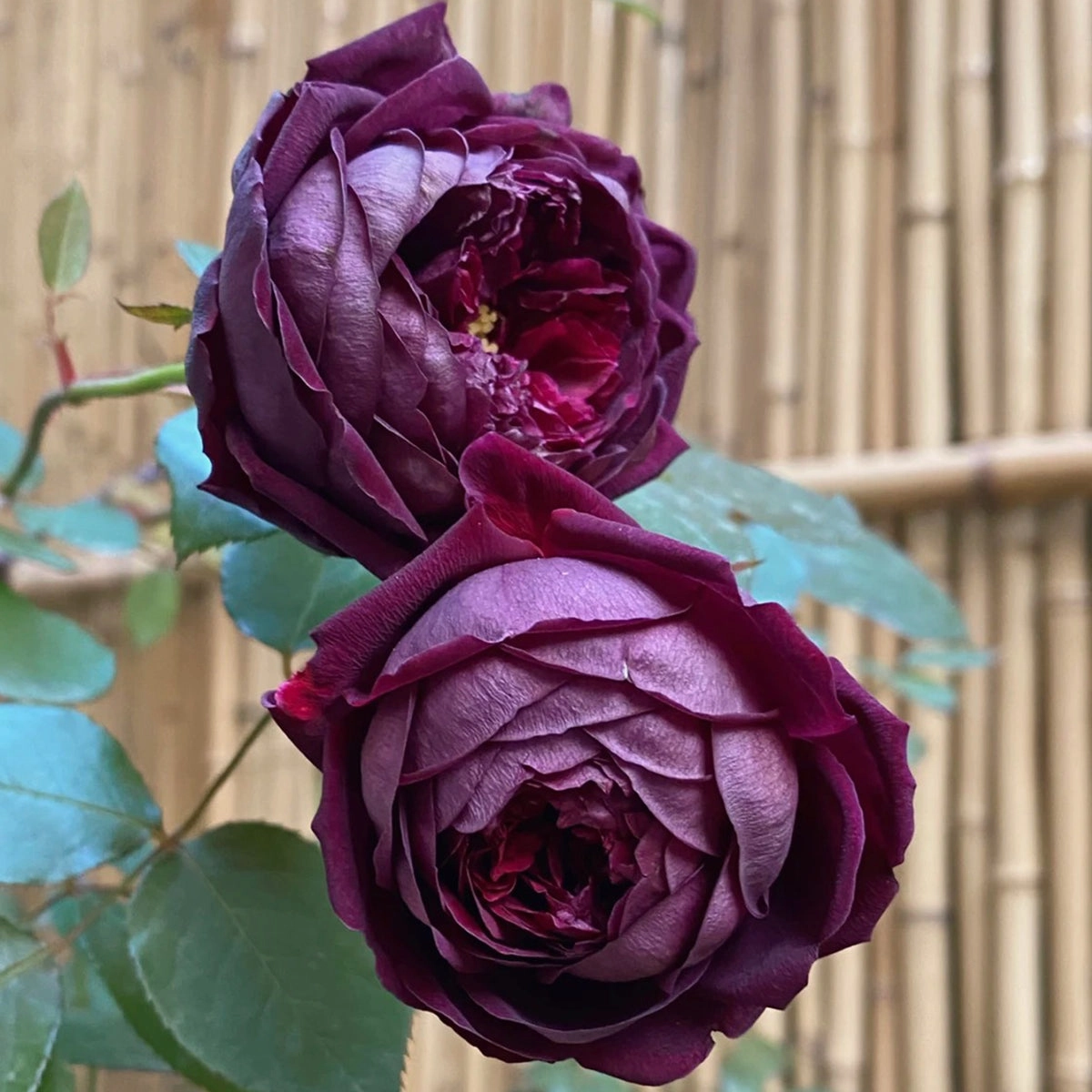English Garden Shrub Rose AUSvelvet