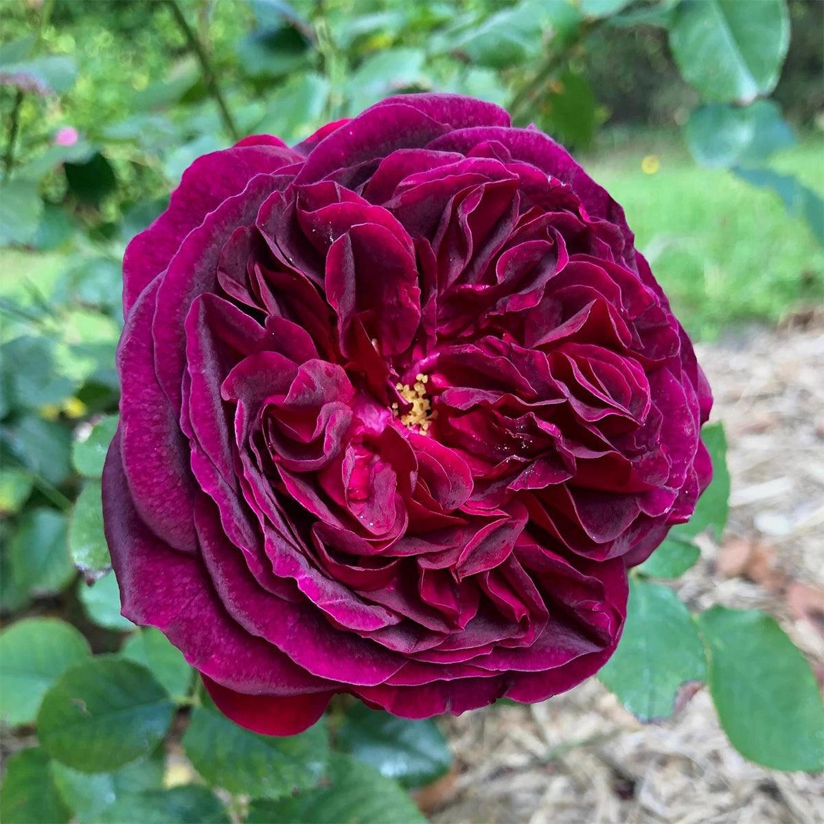 English Garden Shrub Rose AUSvelvet