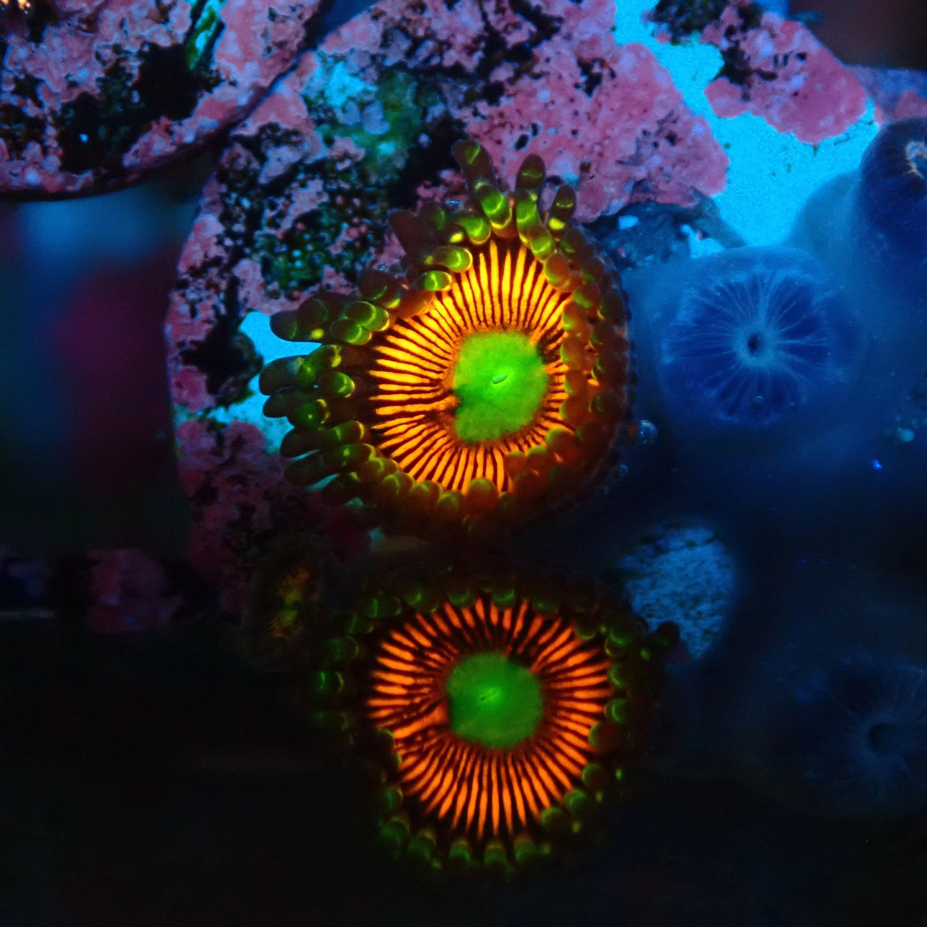 Everlasting Gobstopper Zoanthid Frag