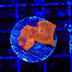 Flaming Mushroom Coral