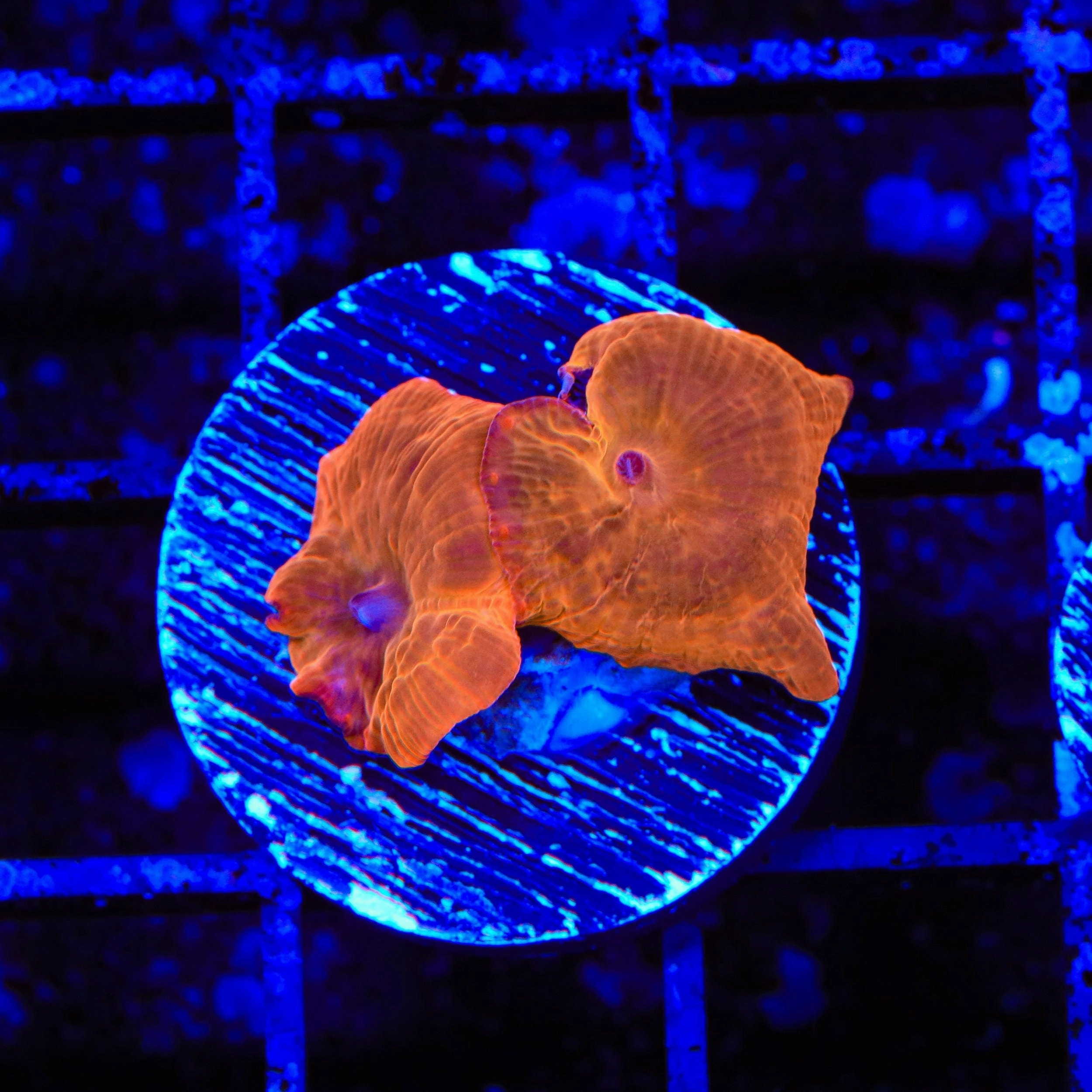 Flaming Mushroom Coral