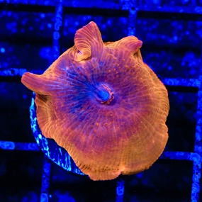 Flaming Mushroom Coral