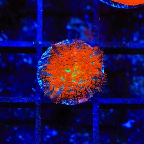 Forest Fire Mushroom Coral