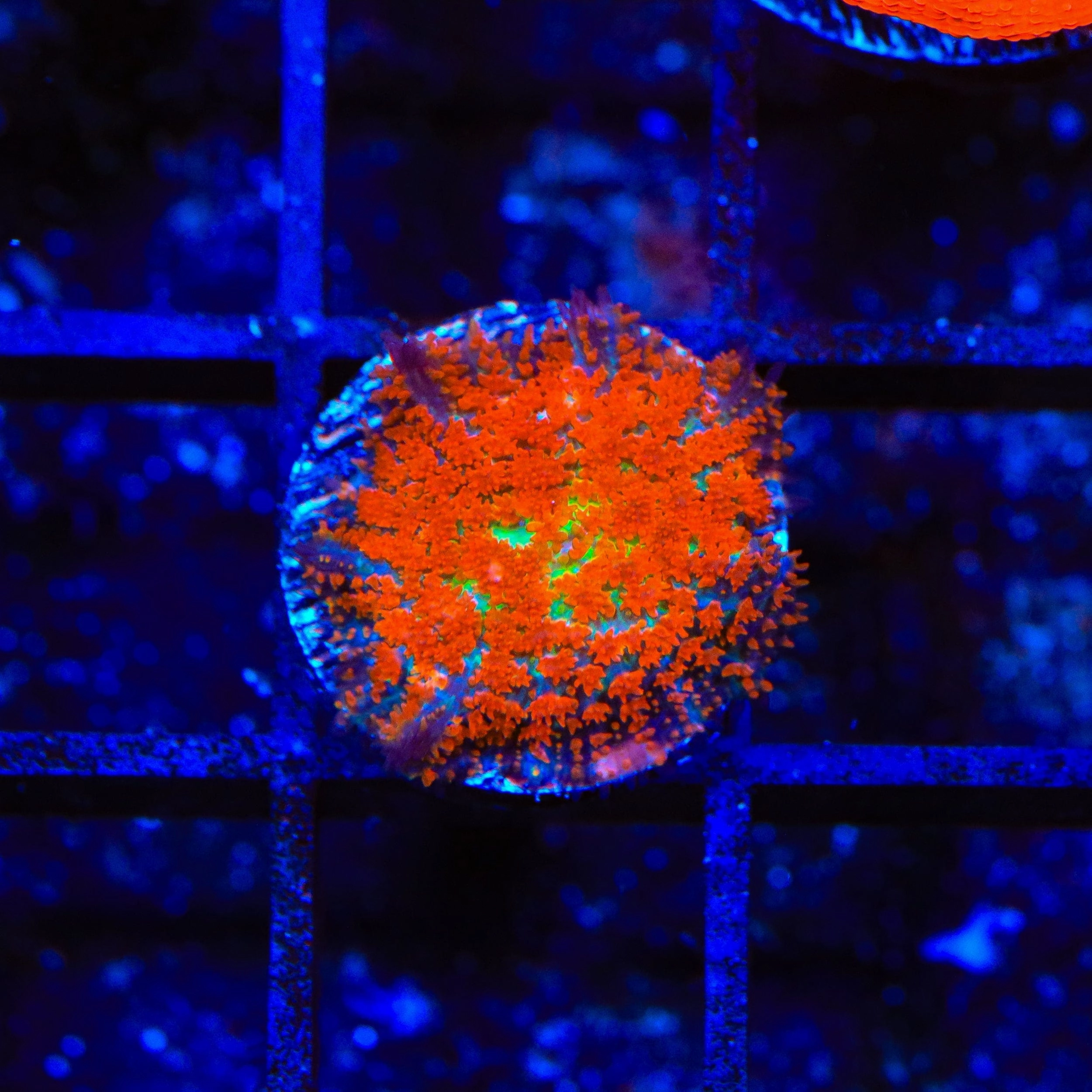 Forest Fire Mushroom Coral