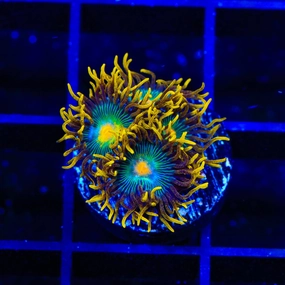 Green Bay Packers Zoanthids Coral