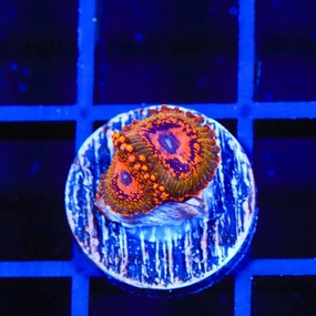 JF Azzkrak Zoanthids Coral