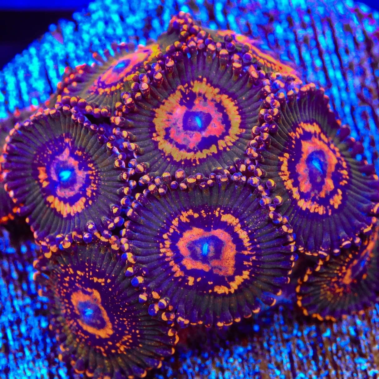JF Azzkrak Zoanthids Coral