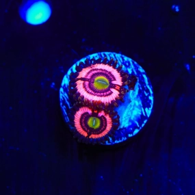 JF Daisy Duke Zoanthids Coral