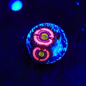 JF Daisy Duke Zoanthids Coral