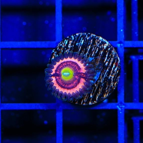 JF Daisy Duke Zoanthids Coral