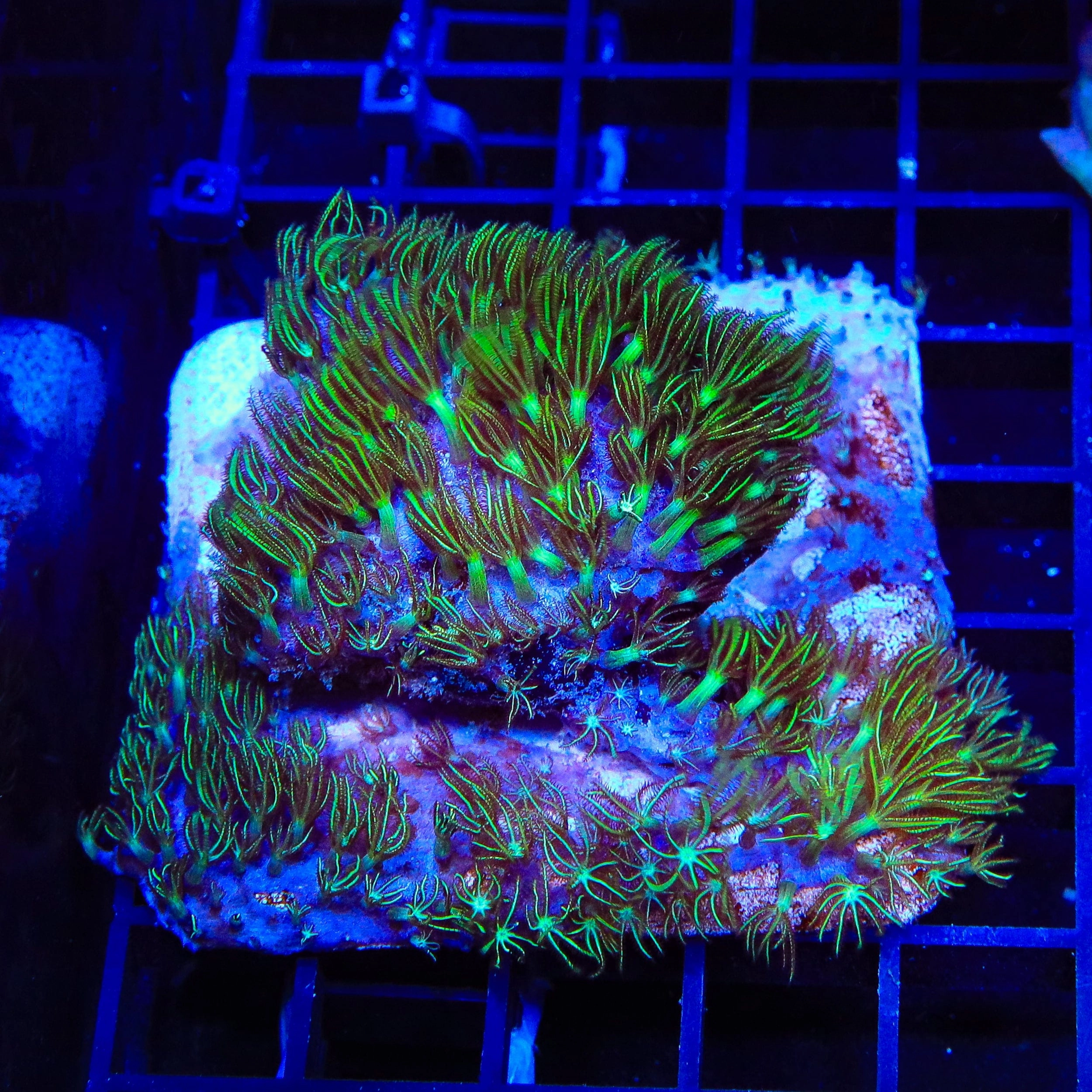 Mint Star Polyps Colony Coral
