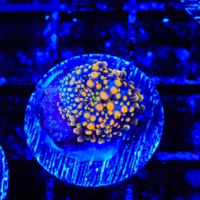 Orange Dye Yuma Coral