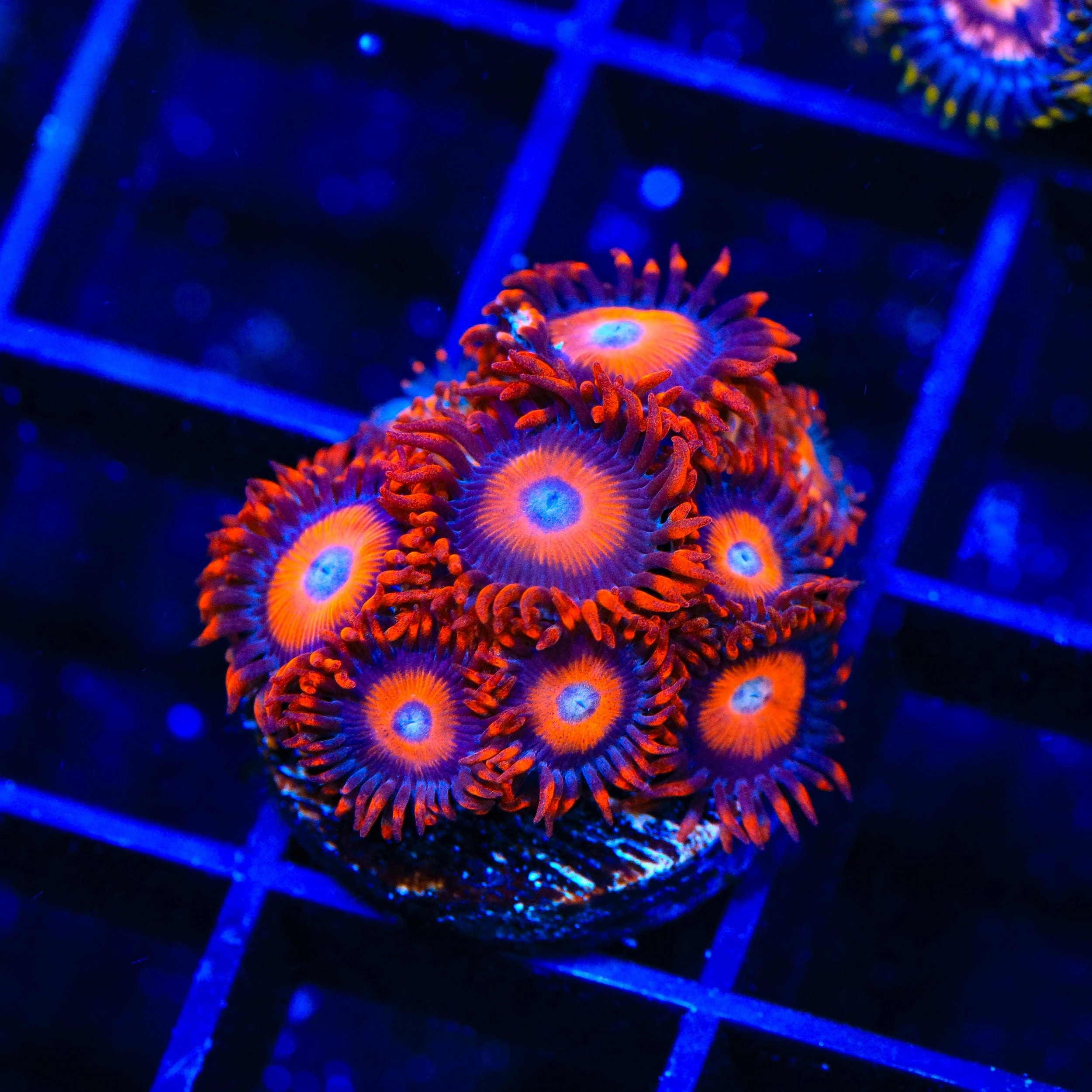 Orange Oxide Zoanthids Coral