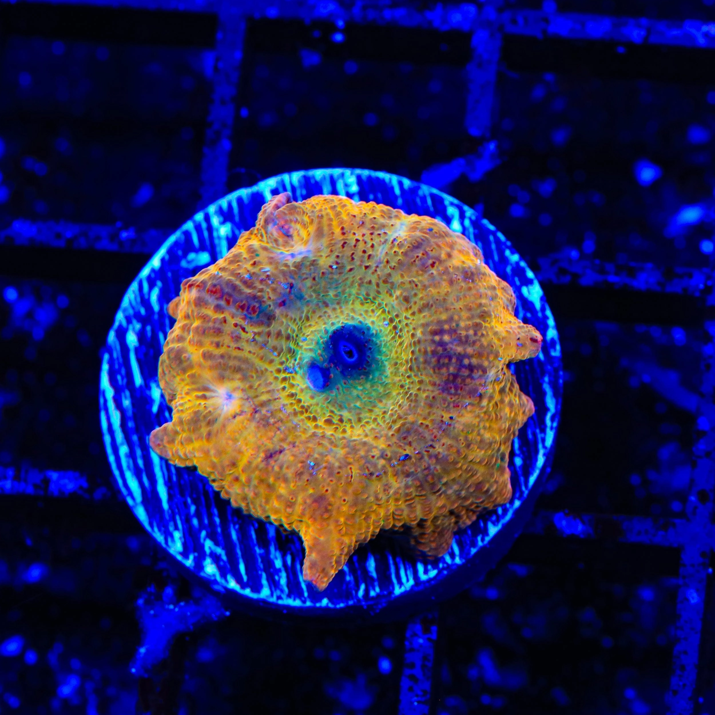 Orange Smear Mushroom Coral