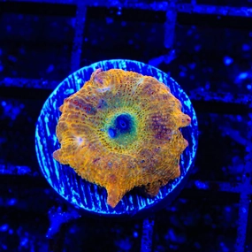 Orange Smear Mushroom Coral