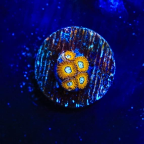 Pikachu Zoanthids Coral