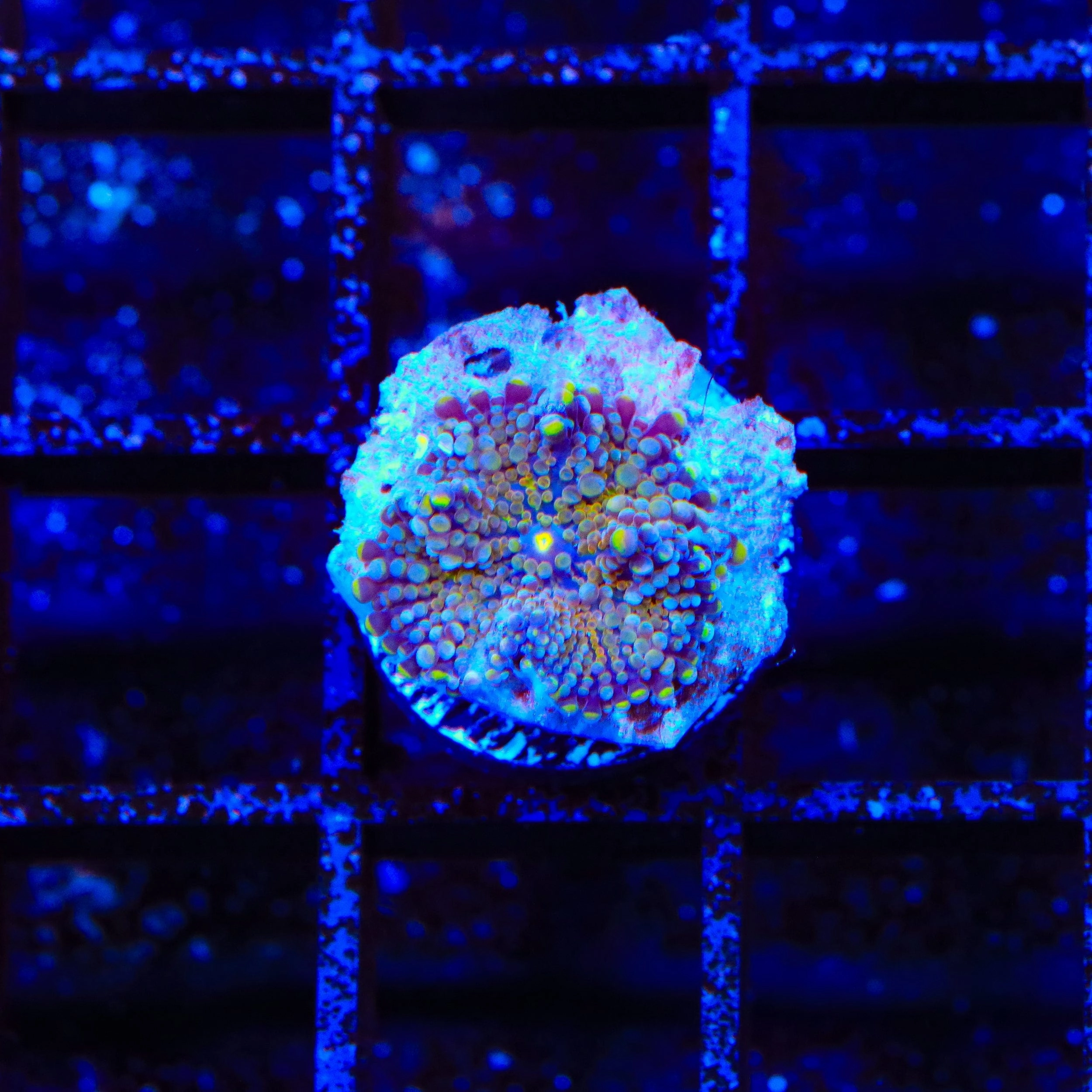 Rainbow Yuma Coral