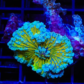 Rainbow Yuma Coral