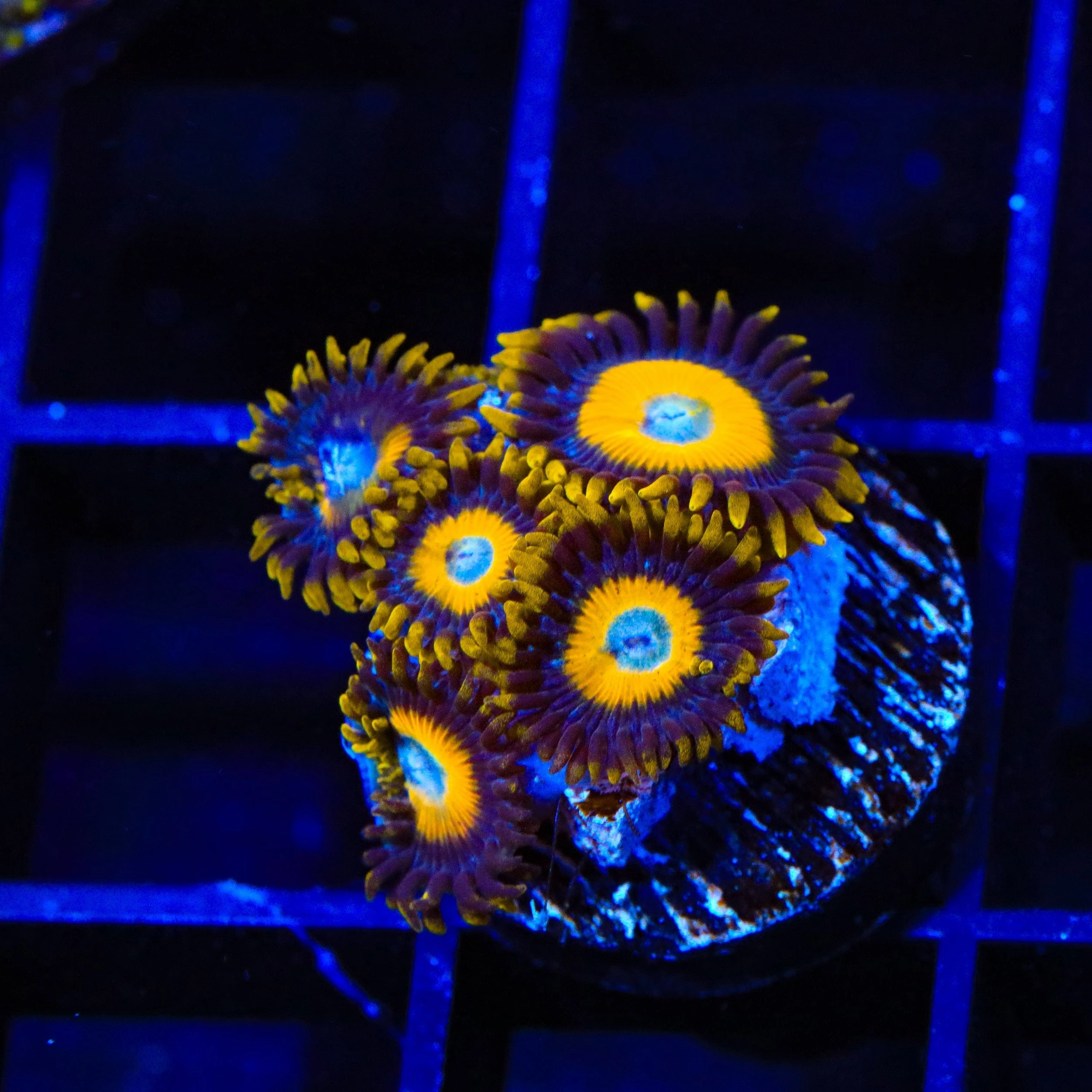 Scrambled Eggs Zoanthids Coral