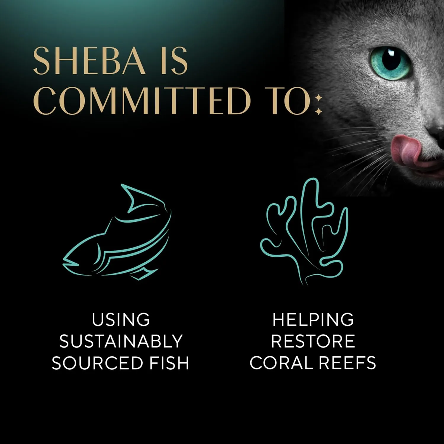 Sheba Perfect Portions Kitten Wet Cat Food Pate Salmon Entree, 2.6 oz. Twin-Pack Trays (24 Count, 48 Servings)