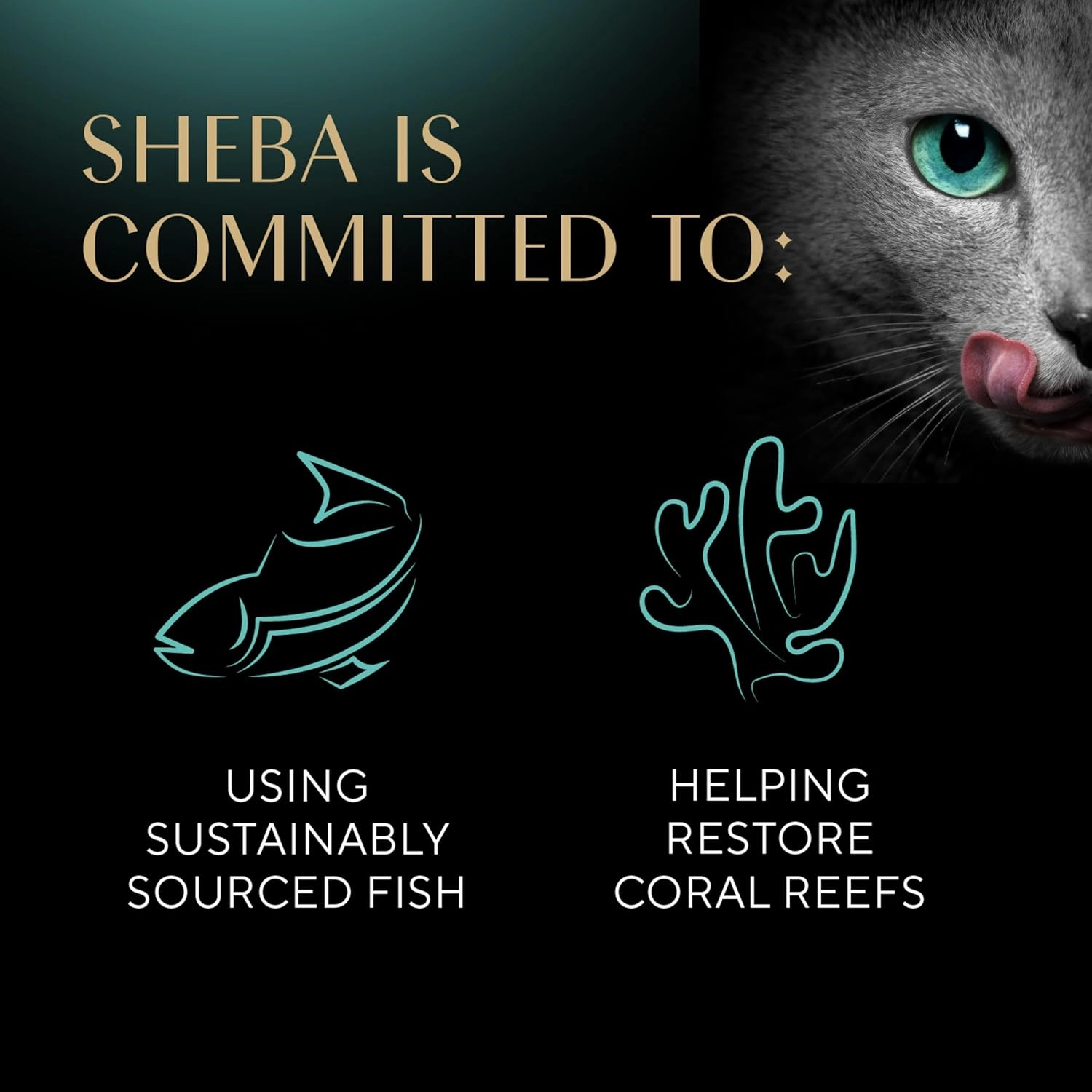 Sheba Perfect Portions Kitten Wet Cat Food Pate Chicken Entree, 2.6 oz. Twin-Pack Trays (24 Count, 48 Servings)
