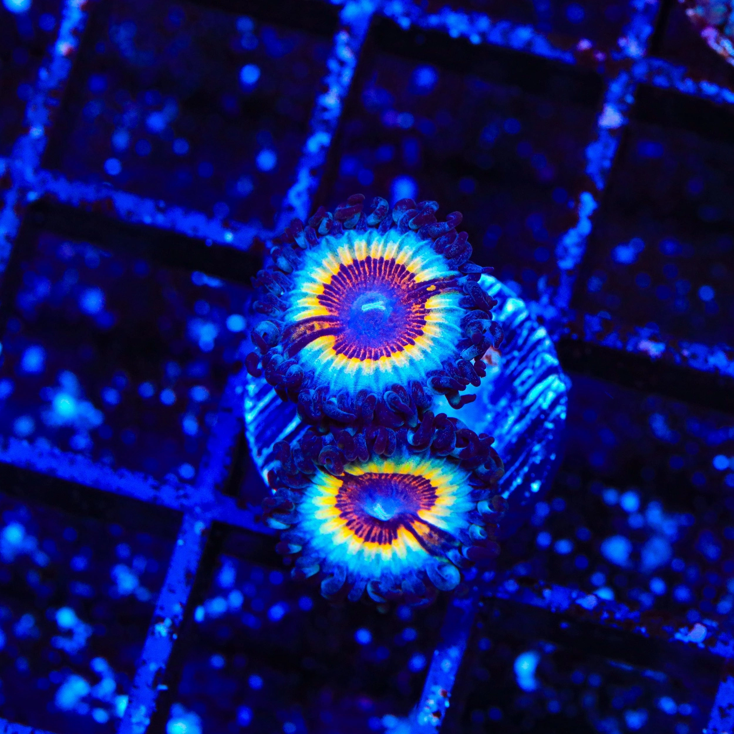 TSA Little Shop of Nightmares Zoanthid Coral