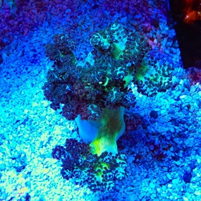 Ultra Kenya Tree Colony Coral